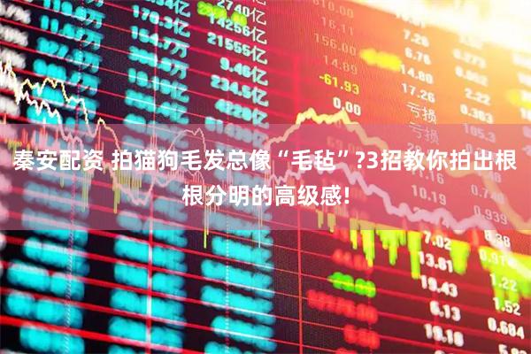 秦安配资 拍猫狗毛发总像“毛毡”?3招教你拍出根根分明的高级感!
